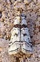 Dioryctria hodgesi - Hodges#5851.1 - Dioryctria hodgesi