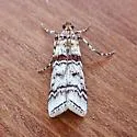 Dioryctria hodgesi - Hodges#5851.1 - photo 2