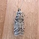 Dioryctria inyoensis - Hodges#5863.2