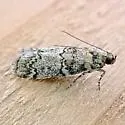 Dioryctria inyoensis - Hodges#5863.2 - photo 2