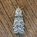 Dioryctria inyoensis - Hodges#5863.2 - photo 3
