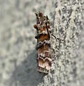 Loblolly Pine Coneworm - Hodges#5854.1