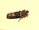 Loblolly Pine Coneworm - Hodges#5854.1 - photo 2