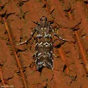 Loblolly Pine Coneworm - Hodges#5854.1 - photo 3