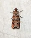 Loblolly Pine Coneworm - Hodges#5854.1 - photo 4