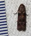 Loblolly Pine Coneworm - Hodges#5854.1 - photo 5