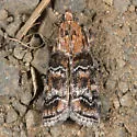 Dioryctria okanaganella - Hodges#5851