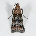 Dioryctria okanaganella - Hodges#5851 - photo 2