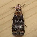 Dioryctria okanaganella - Hodges#5851 - photo 4