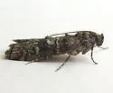 Dioryctria pentictonella - Hodges#5861