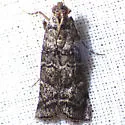 Dioryctria pentictonella - Hodges#5861 - photo 3