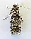 Dioryctria pentictonella - Hodges#5861 - photo 4