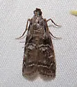 Dioryctria pentictonella - Hodges#5861 - photo 5