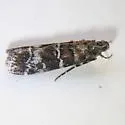 Ponderosa twig moth - Hodges#5850 - Dioryctria ponderosae