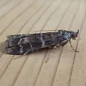 Ponderosa twig moth - Hodges#5850 - photo 2