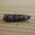 Ponderosa twig moth - Hodges#5850 - photo 3