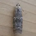 Ponderosa twig moth - Hodges#5850 - photo 4