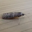 Ponderosa twig moth - Hodges#5850 - photo 5