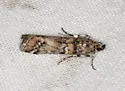 Dioryctria pseudotsugella - Hodges#5844