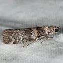 Dioryctria pseudotsugella - Hodges#5844 - photo 2