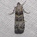 Dioryctria pseudotsugella - Hodges#5844 - photo 3