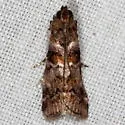 Bald Cypress Coneworm Moth - Hodges#5849