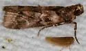 Bald Cypress Coneworm Moth - Hodges#5849 - photo 2