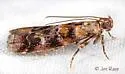 Bald Cypress Coneworm Moth - Hodges#5849 - photo 3