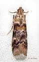 Bald Cypress Coneworm Moth - Hodges#5849 - photo 4
