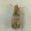 Spruce Coneworm - Hodges#5843