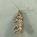 Spruce Coneworm - Hodges#5843 - photo 2