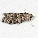 Spruce Coneworm - Hodges#5843 - photo 3