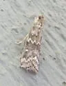 Spruce Coneworm - Hodges#5843 - photo 4