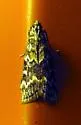 Spruce Coneworm - Hodges#5843 - photo 5