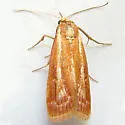 Dioryctria rossi - Hodges#5845