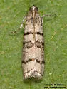 Dioryctria subtracta - Hodges#5863 - photo 2