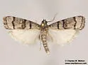 Dioryctria subtracta - Hodges#5863 - photo 3
