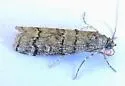 Dioryctria subtracta - Hodges#5863 - photo 4
