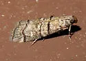 Dioryctria subtracta - Hodges#5863 - photo 5