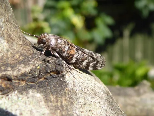 Dioryctria sylvestrella