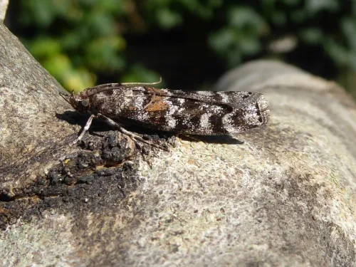 Dioryctria sylvestrella - photo 2