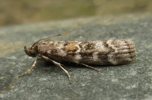 Dioryctria sylvestrella - photo 3