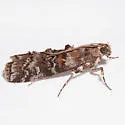 Lesser Loblolly Pineconeworm Moth - Hodges#5863.5