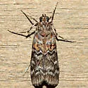 Lesser Loblolly Pineconeworm Moth - Hodges#5863.5 - photo 2