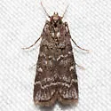 Lesser Loblolly Pineconeworm Moth - Hodges#5863.5 - photo 3