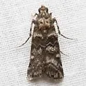 Lesser Loblolly Pineconeworm Moth - Hodges#5863.5 - photo 4