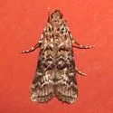 Lesser Loblolly Pineconeworm Moth - Hodges#5863.5 - photo 5