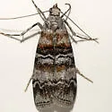 Dioryctria westerlandi - Hodges#5859.1 - photo 2