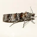 Dioryctria westerlandi - Hodges#5859.1 - photo 3