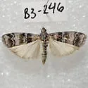 Dioryctria westerlandi - Hodges#5859.1 - photo 4